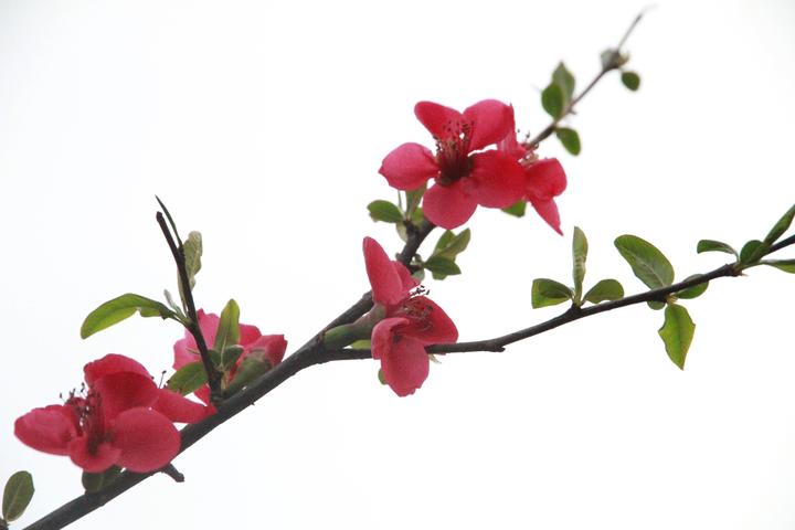 70以上川上百代 Chokukoyasushichisawaqim