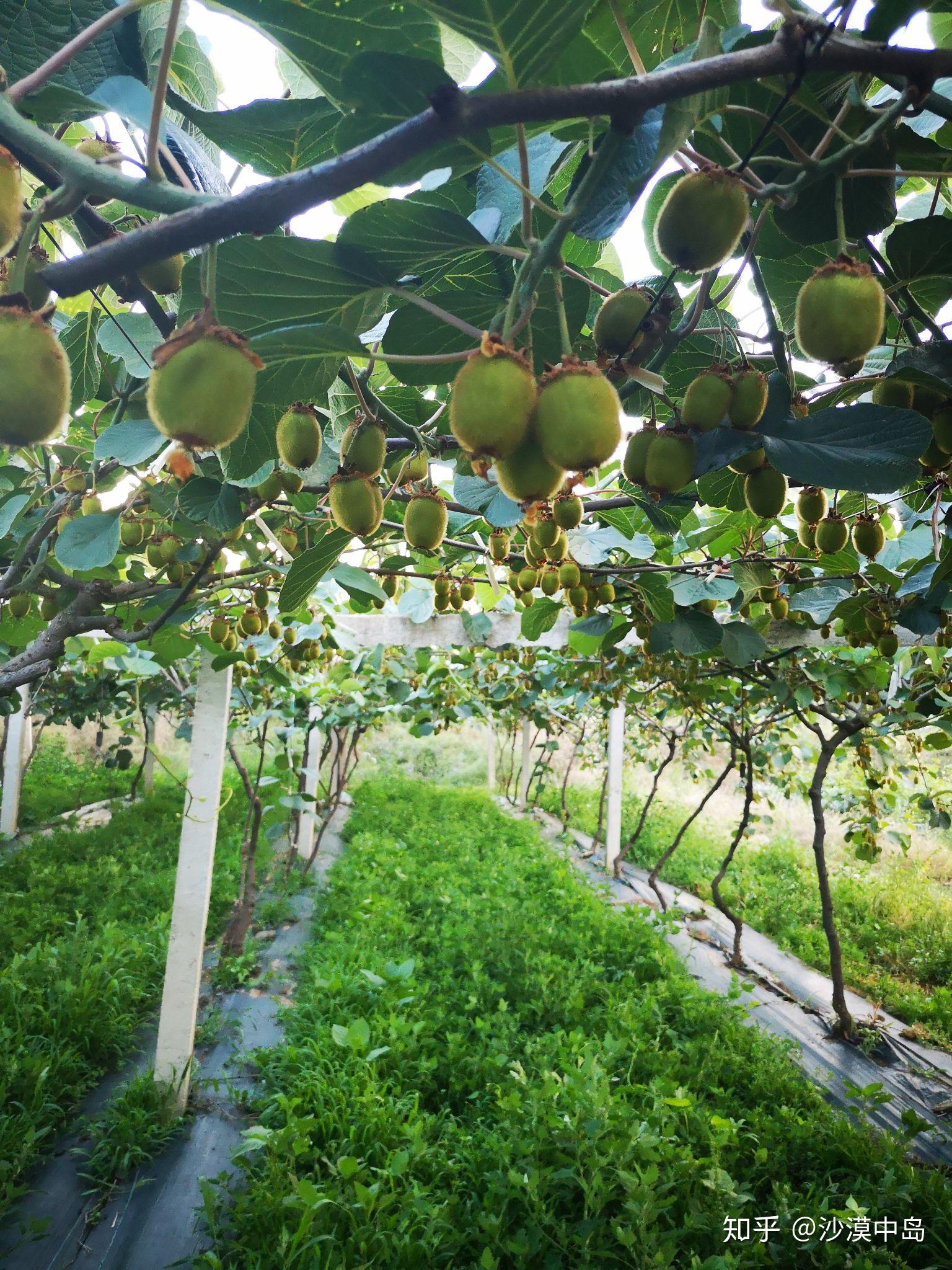 一个冷知识猕猴桃树也分公母