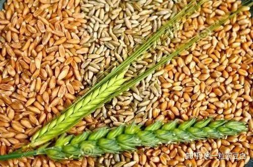 关于无麸质饮食 你想了解的这里都有 知乎