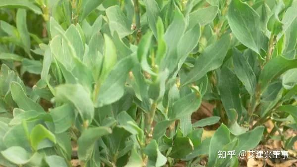 50种野菜图鉴,你认识几种?吃过几种?收藏以备不时之需! - 知乎