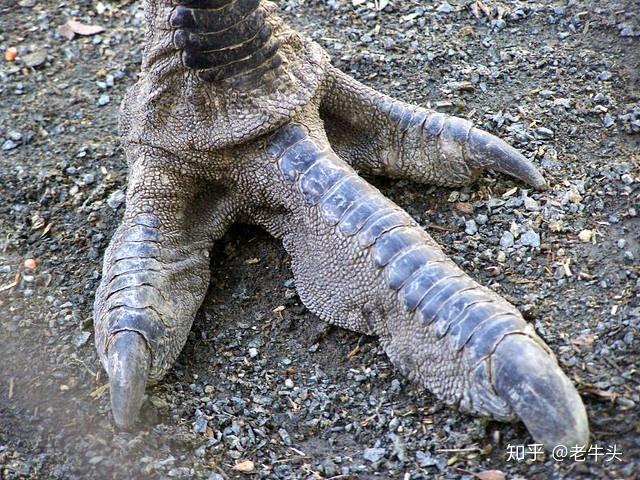 只用一根脚趾行走的恐龙惊现巴西