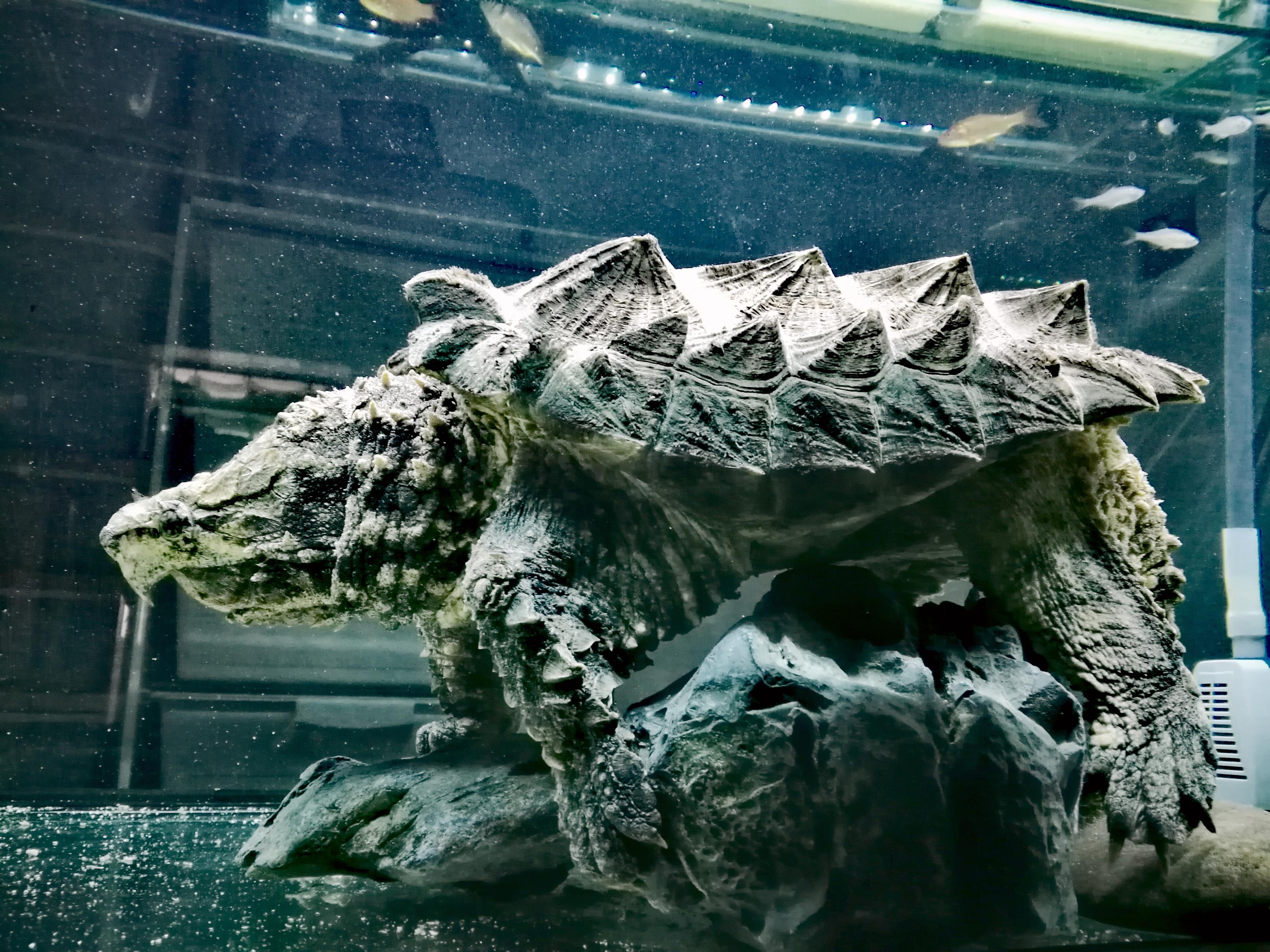 大鳄龟-长江文明馆