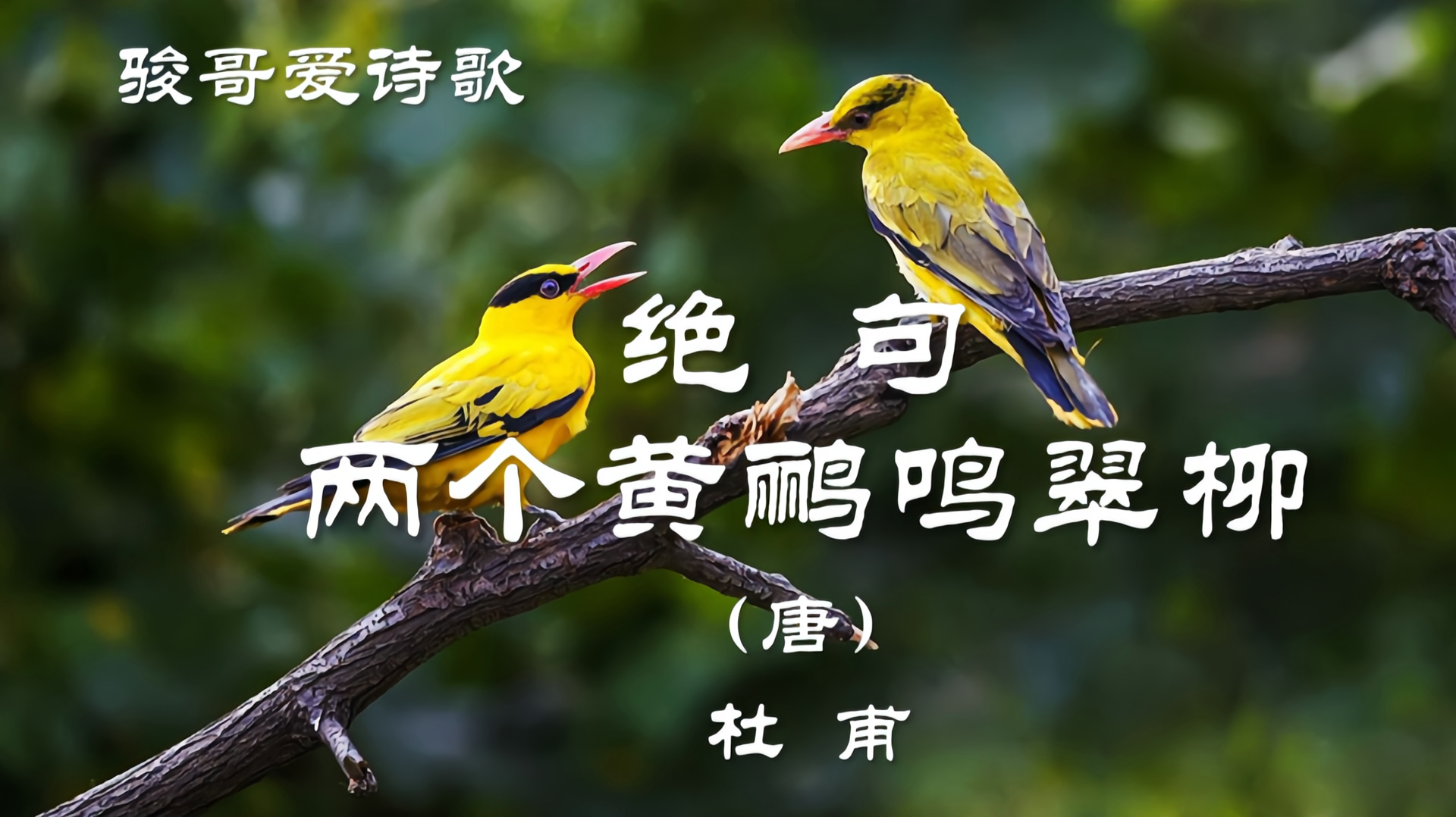 杜甫的两只黄鹂鸣翠柳一行白鹭上青天窗寒西岭千秋雪门泊东吴万里船