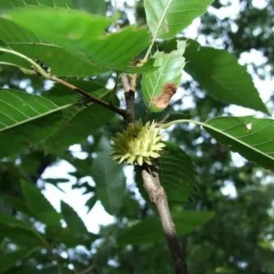 山区农村常见的麻栎人工种植效益如何?不看不知道,一看吓一跳 - 知乎