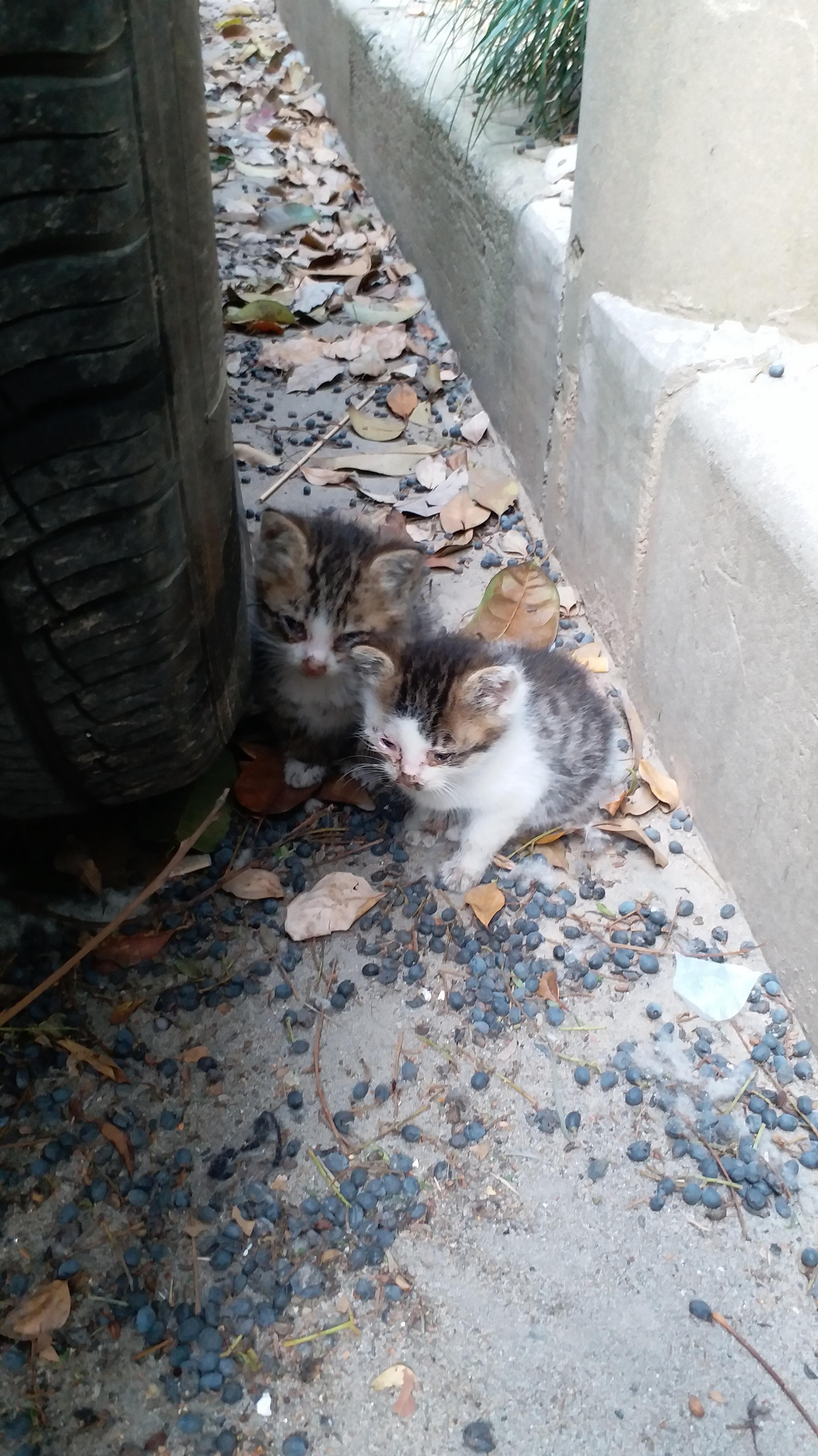 如何看待把流浪猫幼崽私自抱走给别人养的行为? - 知乎