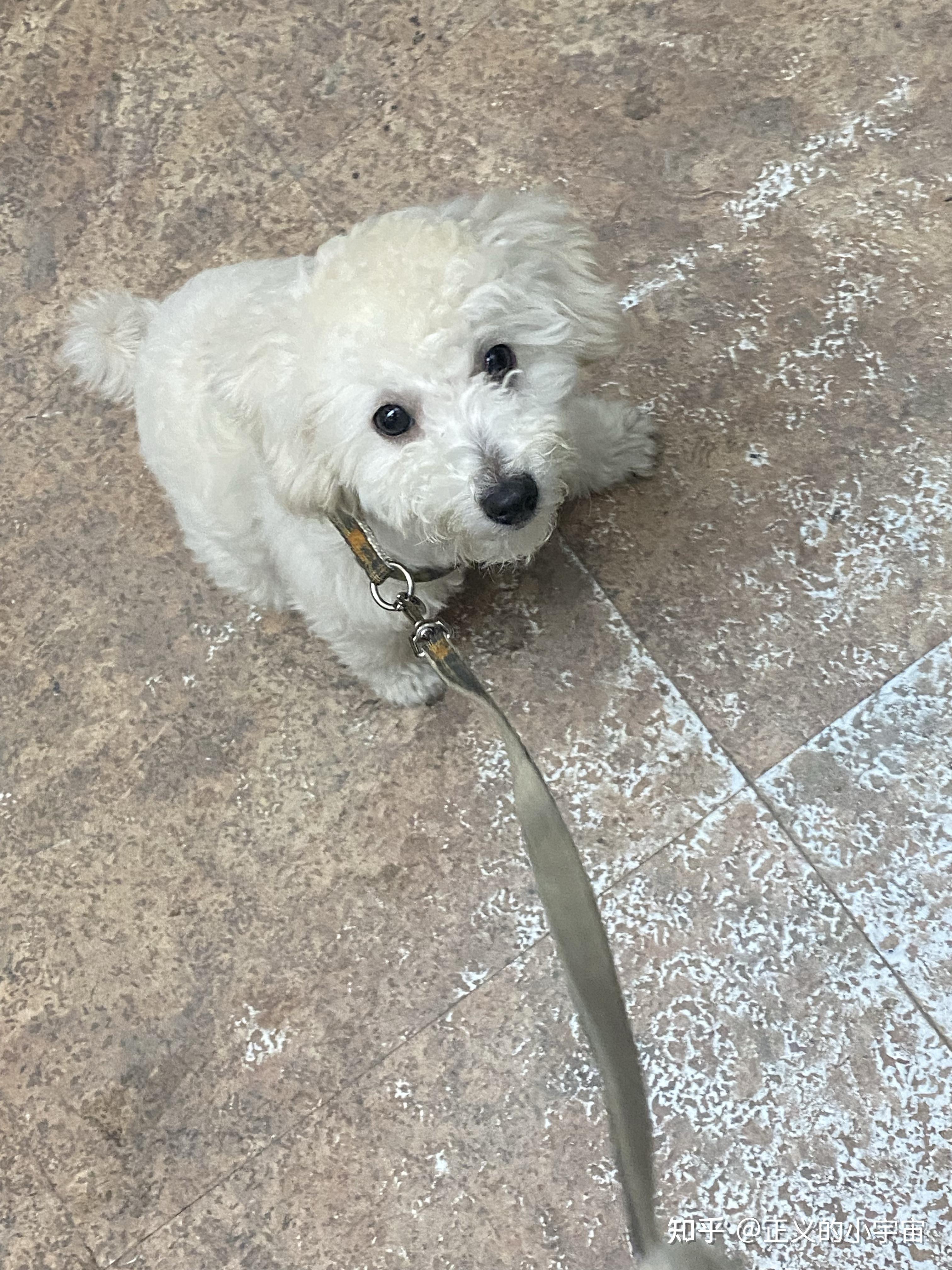 白色比熊跟棕色泰迪会串出什么样的狗? - 知乎