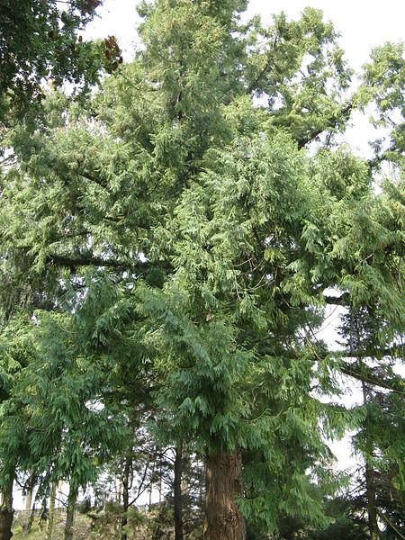 地球生物全系列植物篇松柏目柏科二