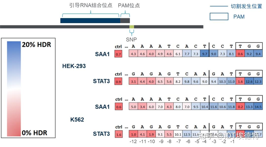 【技术干货】IDT Alt-R CRISPR HDR模板设计技巧 - 知乎