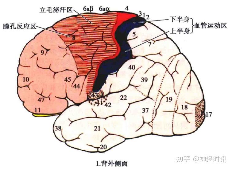 额叶的解剖功能定位精讲【收藏起来} - 知乎