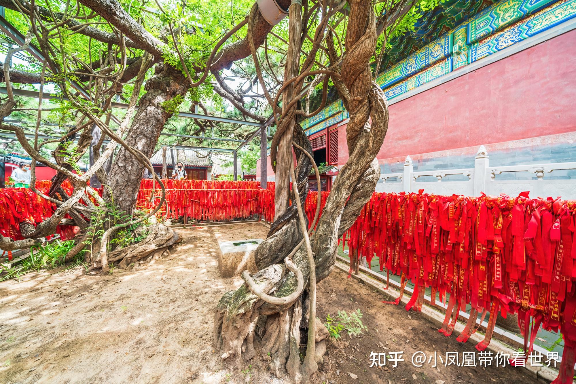 雌雄银杏—夫妻树