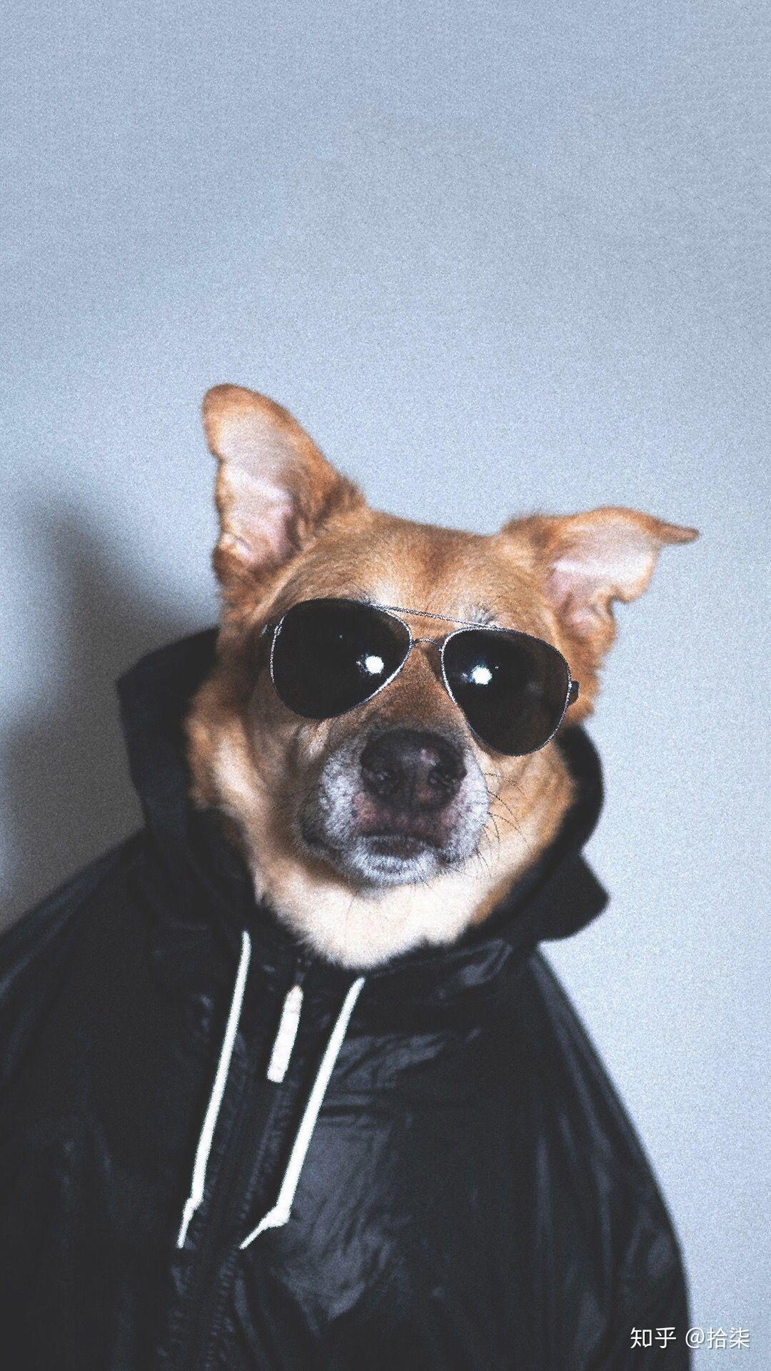 有哪些有关狗狗的微信头像