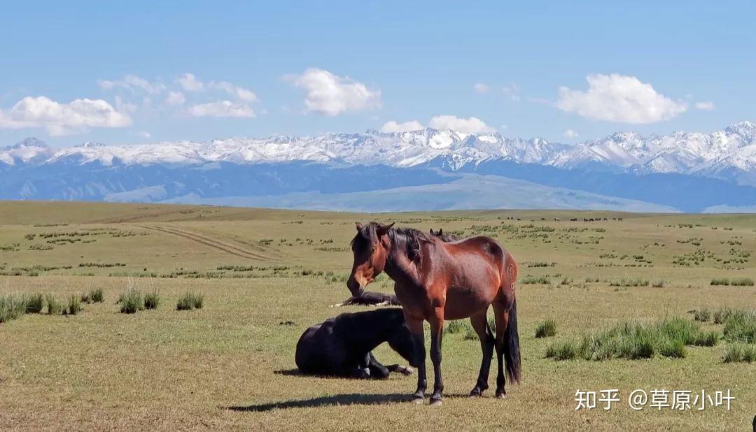 遊牧之心馬背旅行策馬天山山脈穿越伊犁河谷