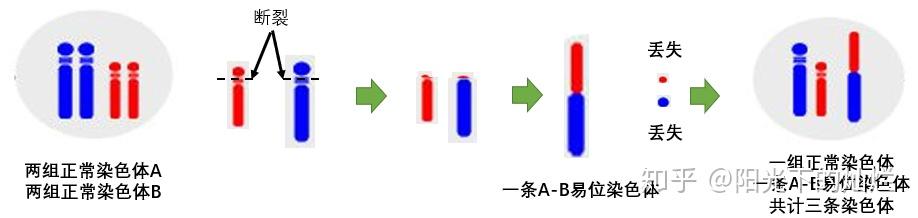 染色体易位:从基因融合到肿瘤发生 - 知乎