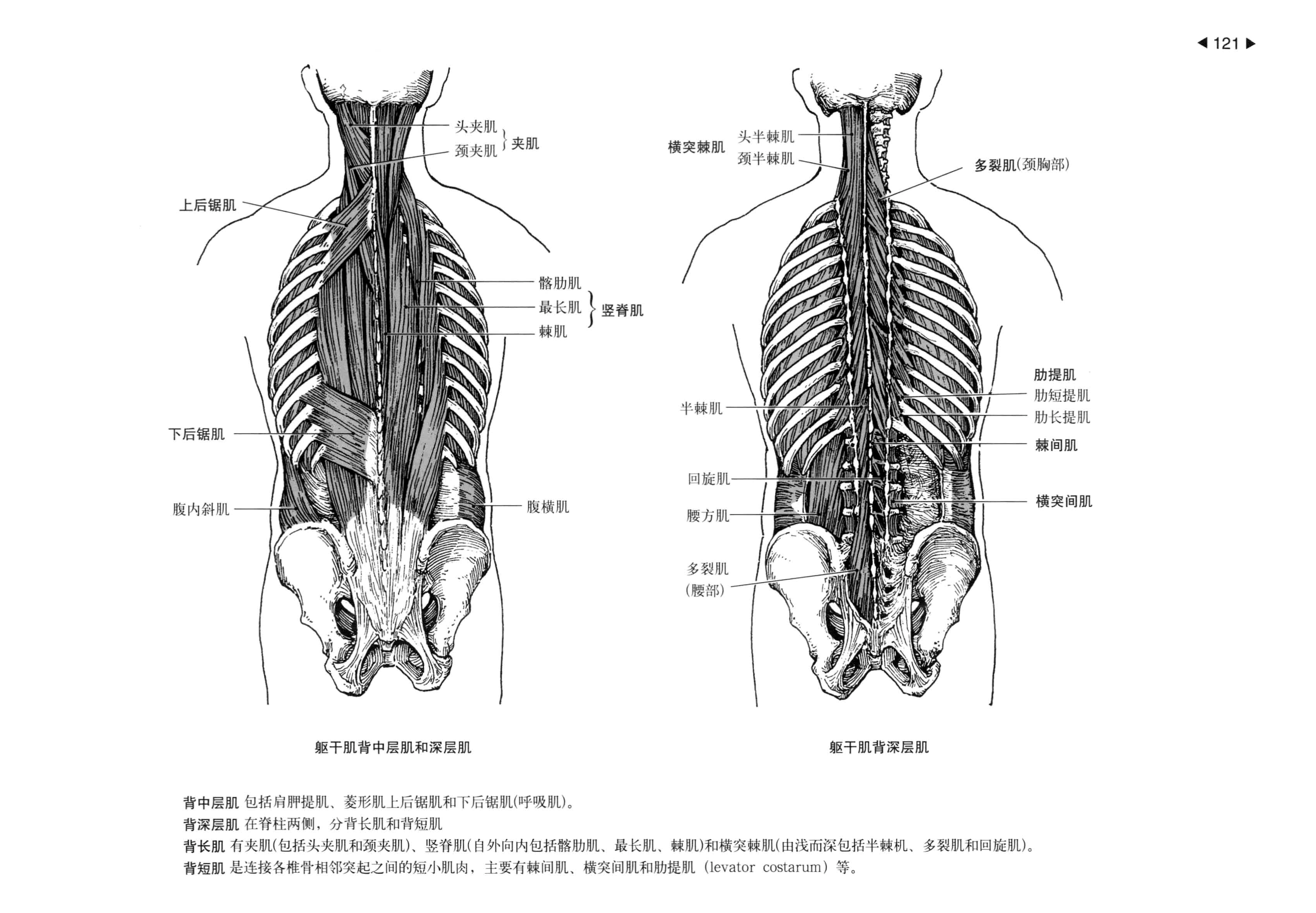 背部肌肉解剖层次图片
