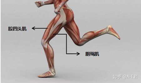 at体检担心腘绳肌拉伤你可能需要进行这个测试