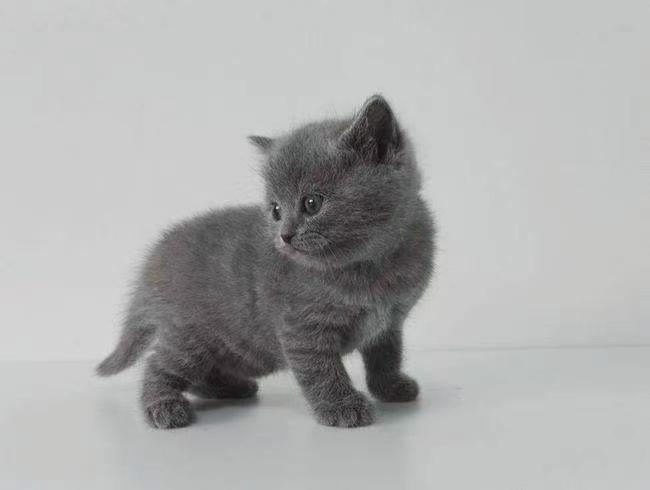 v2-606195d0347bd169a169fef9d22b64b4_1440w.jpg?source=172ae18b