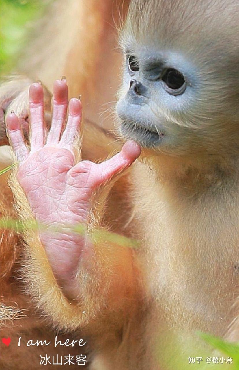 大美神州湖北神農架野生金絲猴是中國特有的靈長類動物享受國家一級