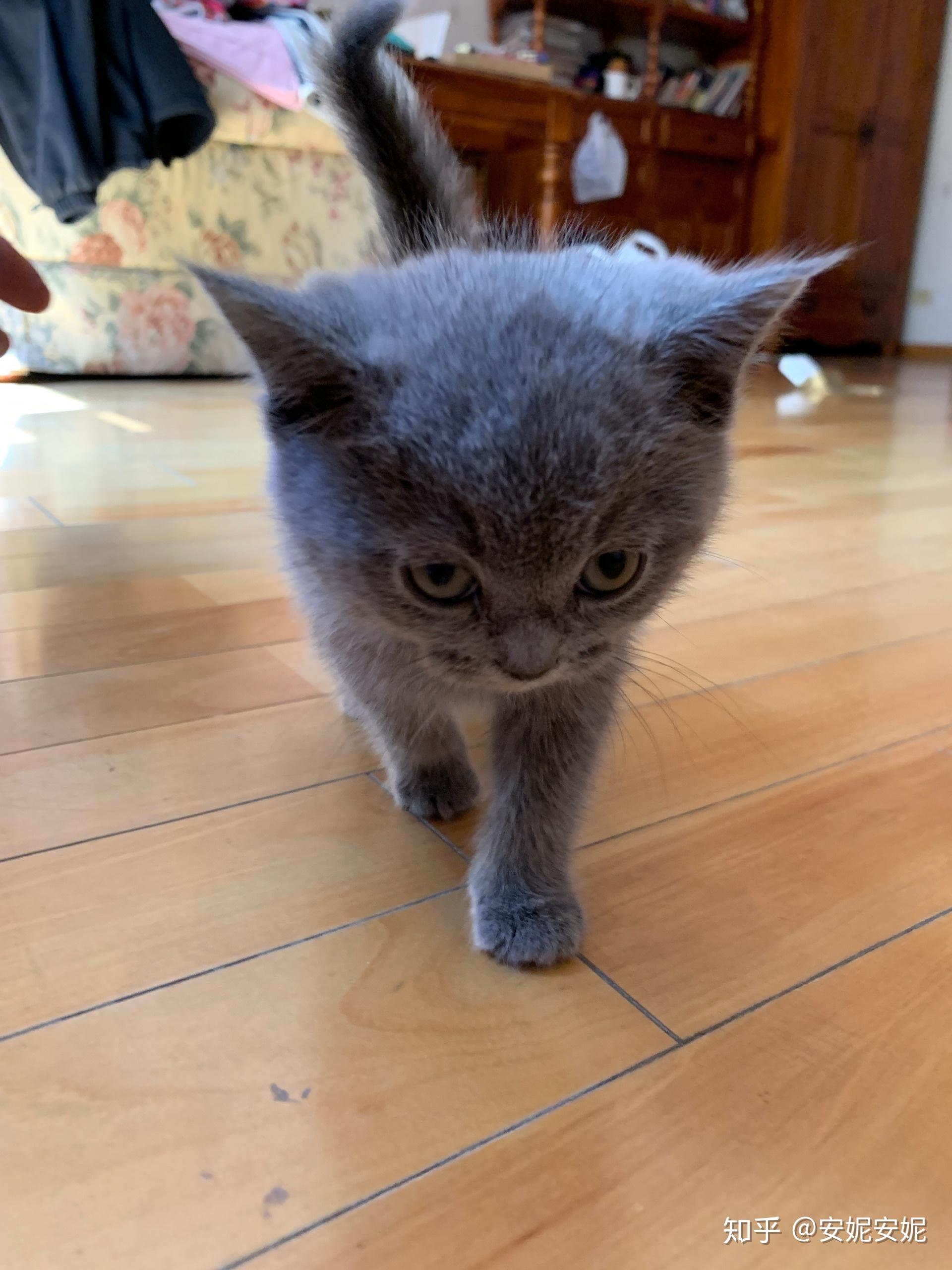 请问有哪些黑心猫舍或者黑心猫贩子求避雷