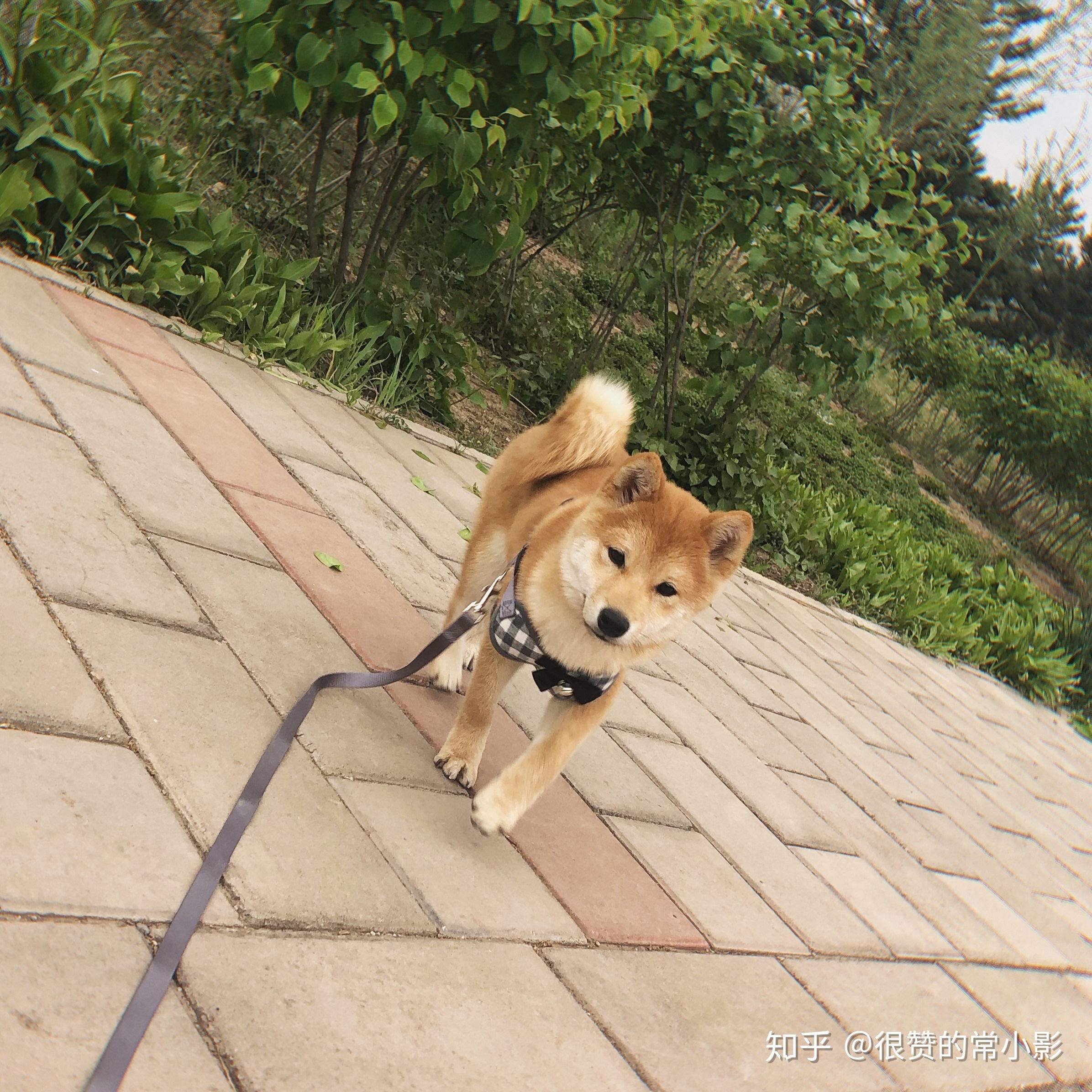 四个月的柴犬还长这个样子吗