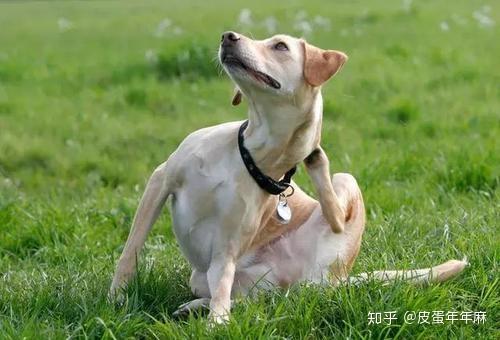 狗狗不停挠痒 是身上有跳蚤吗 引起瘙痒的原因还有这些 哔哩哔哩