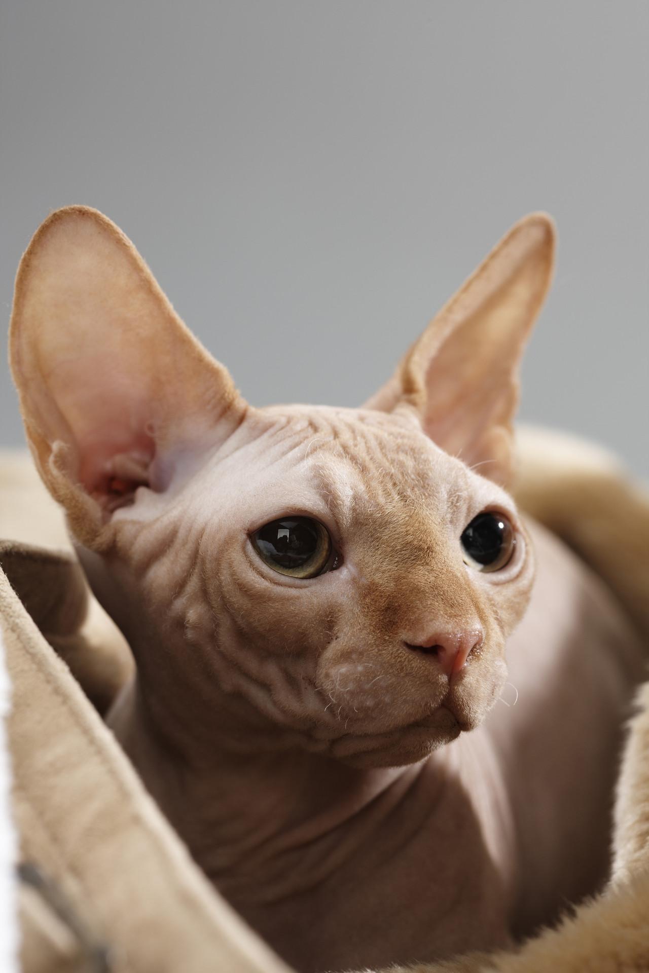 无毛猫怎么简单地区分品相呢