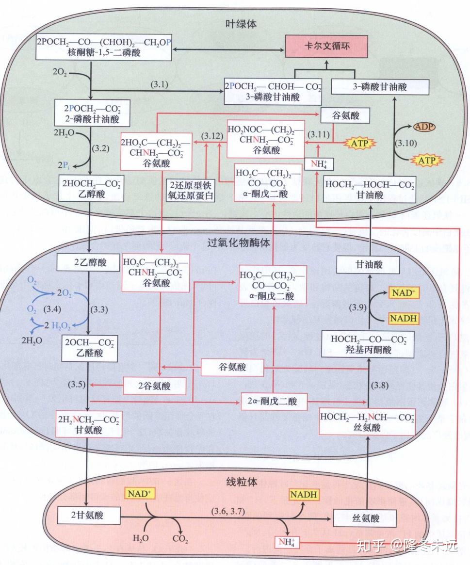 光合作用 - 知乎