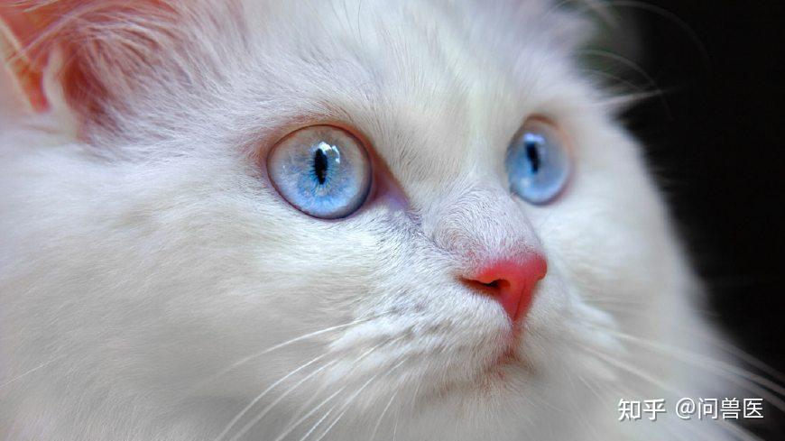 蓝眼小白猫图片大全图片