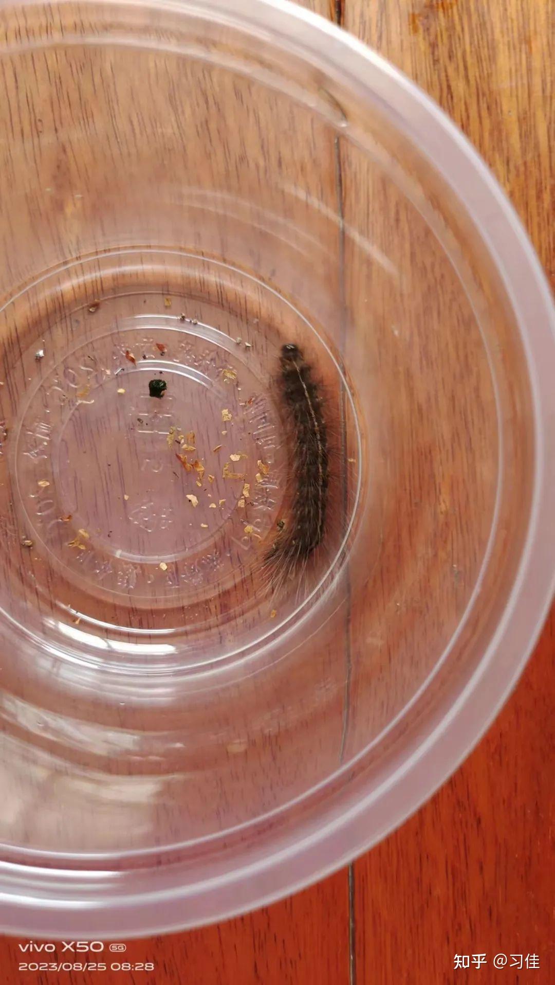 八点灰灯蛾creatonotos transiens