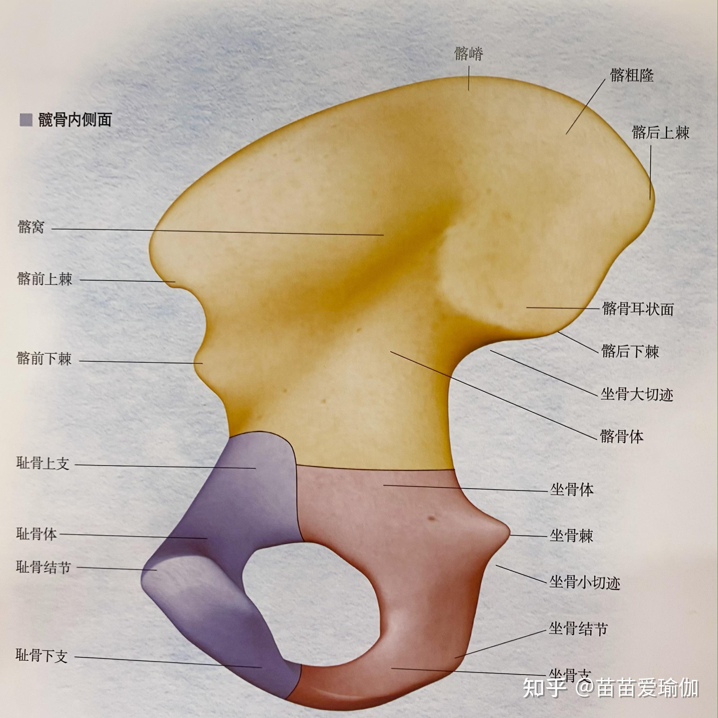 骨盆构成骨名称图图片