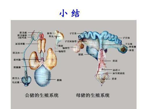 牛的子宫结构位置图片图片