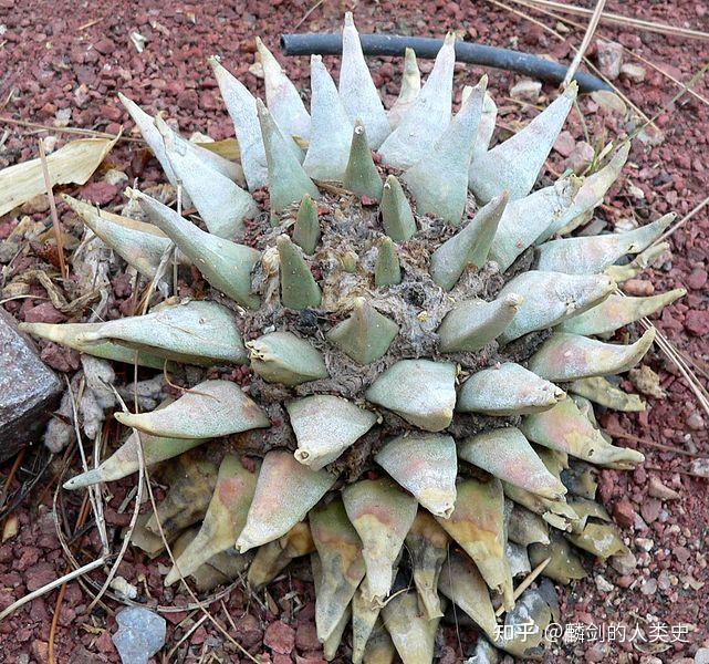 【植物界全系列】仙人掌科—仙人球亚科(一):岩牡丹 - 知乎