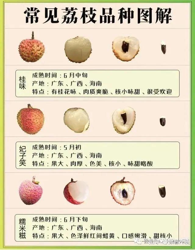 中国荔枝品种大全(本文共59种) - 知乎