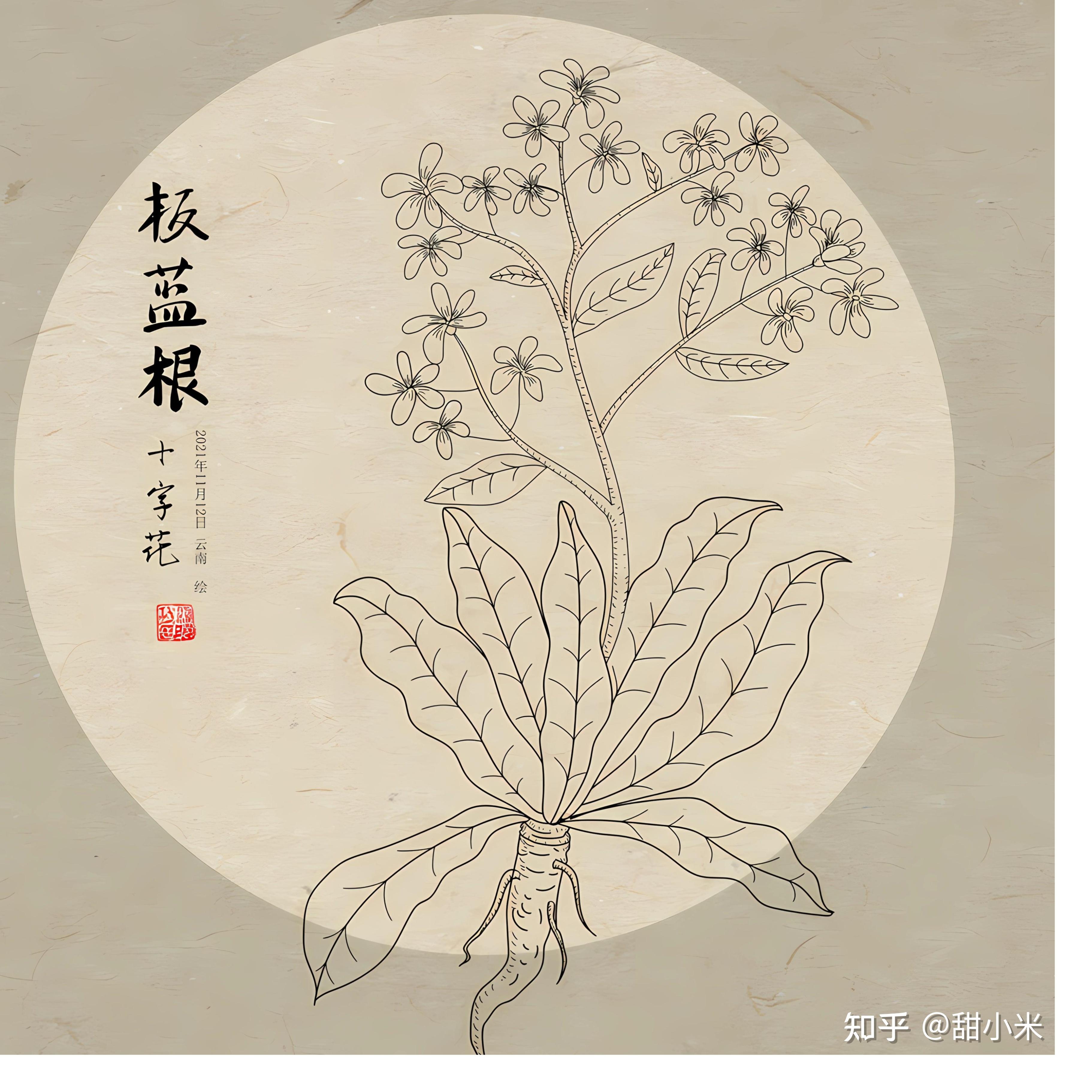 神药板蓝根为何这么火?