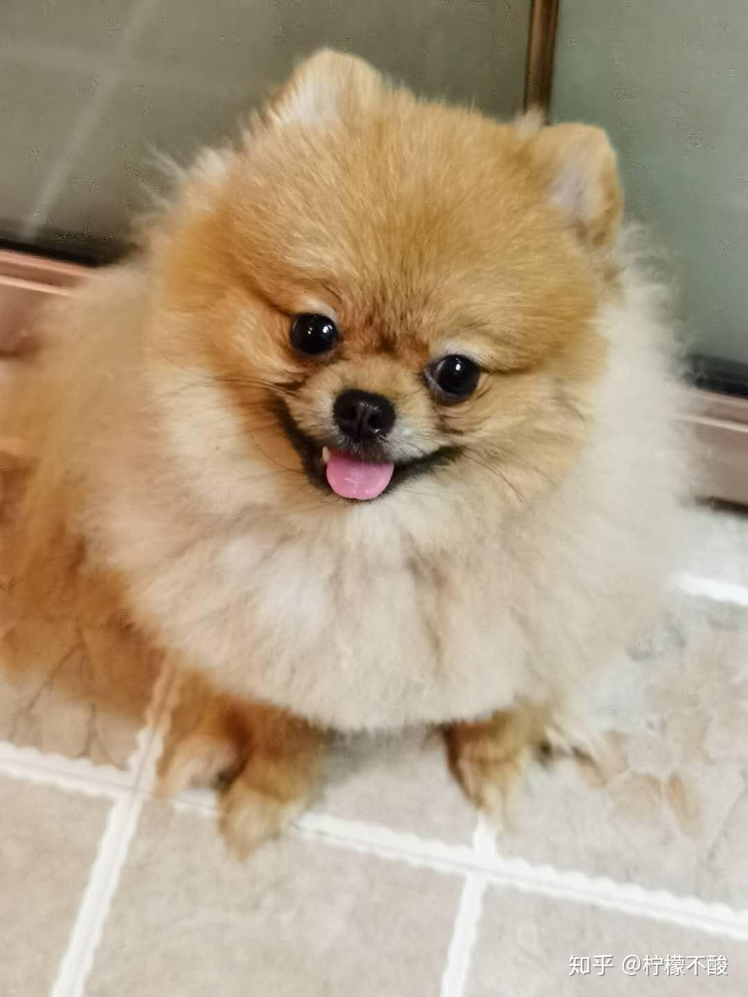 怎么区分银狐犬和博美犬呢? - 知乎