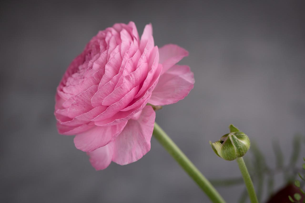 植库新冠疫情下冬日的温暖洋牡丹