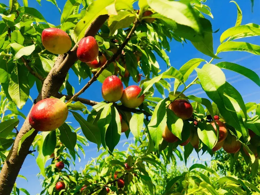 烟柳风荷的水果成熟啦