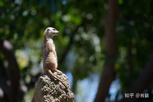 肖飖心智扑克黑桃9拖延