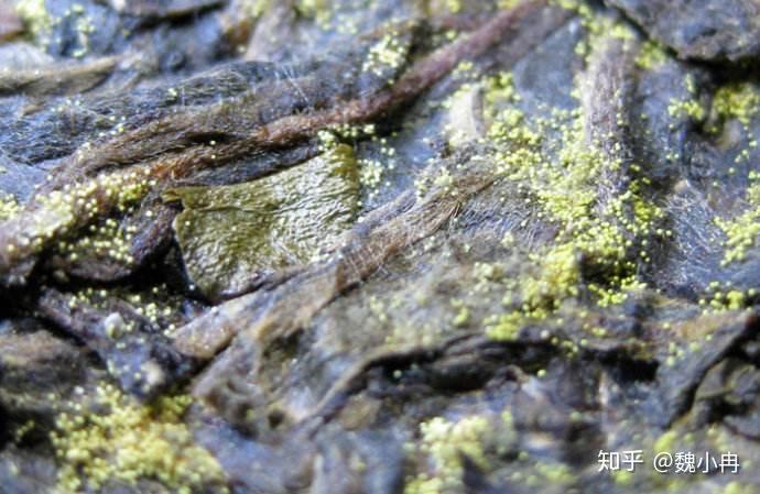 普洱茶本身并不产生黄曲霉,那么在什么样的情况下,普洱茶会长黄曲霉?