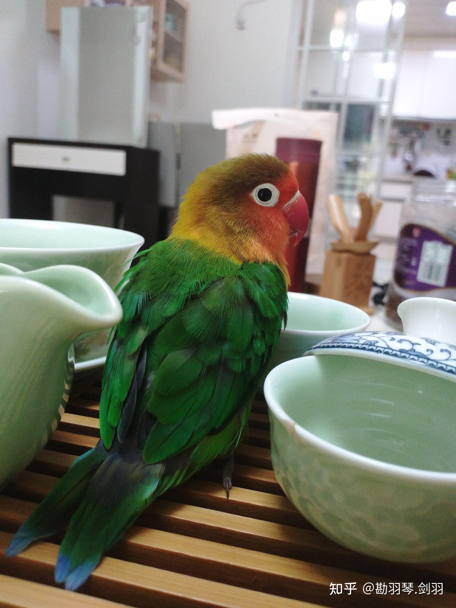 你们养鹦鹉,那个托盘上一般都垫什么东西. - 知乎