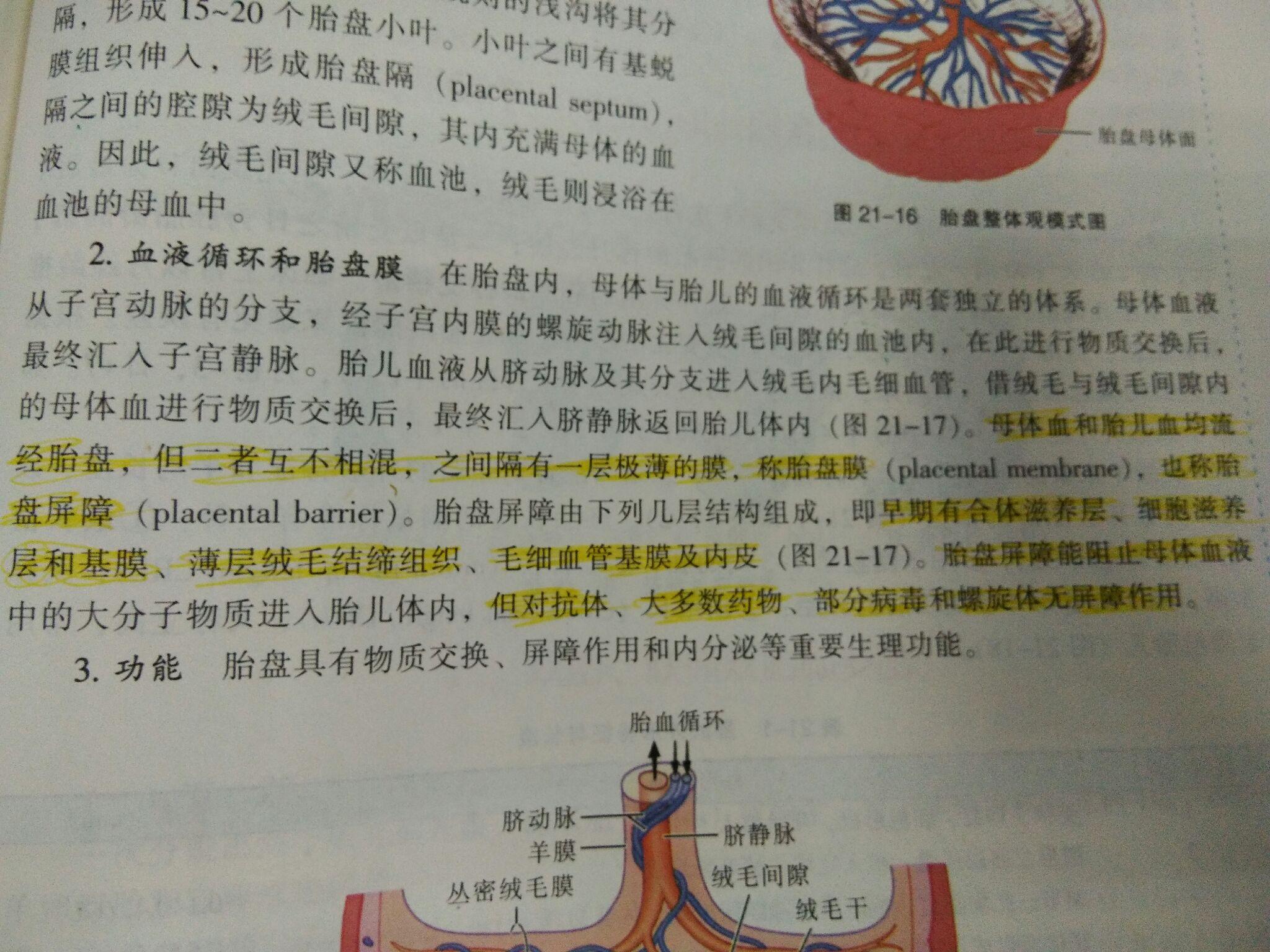 什么是胎盘屏障