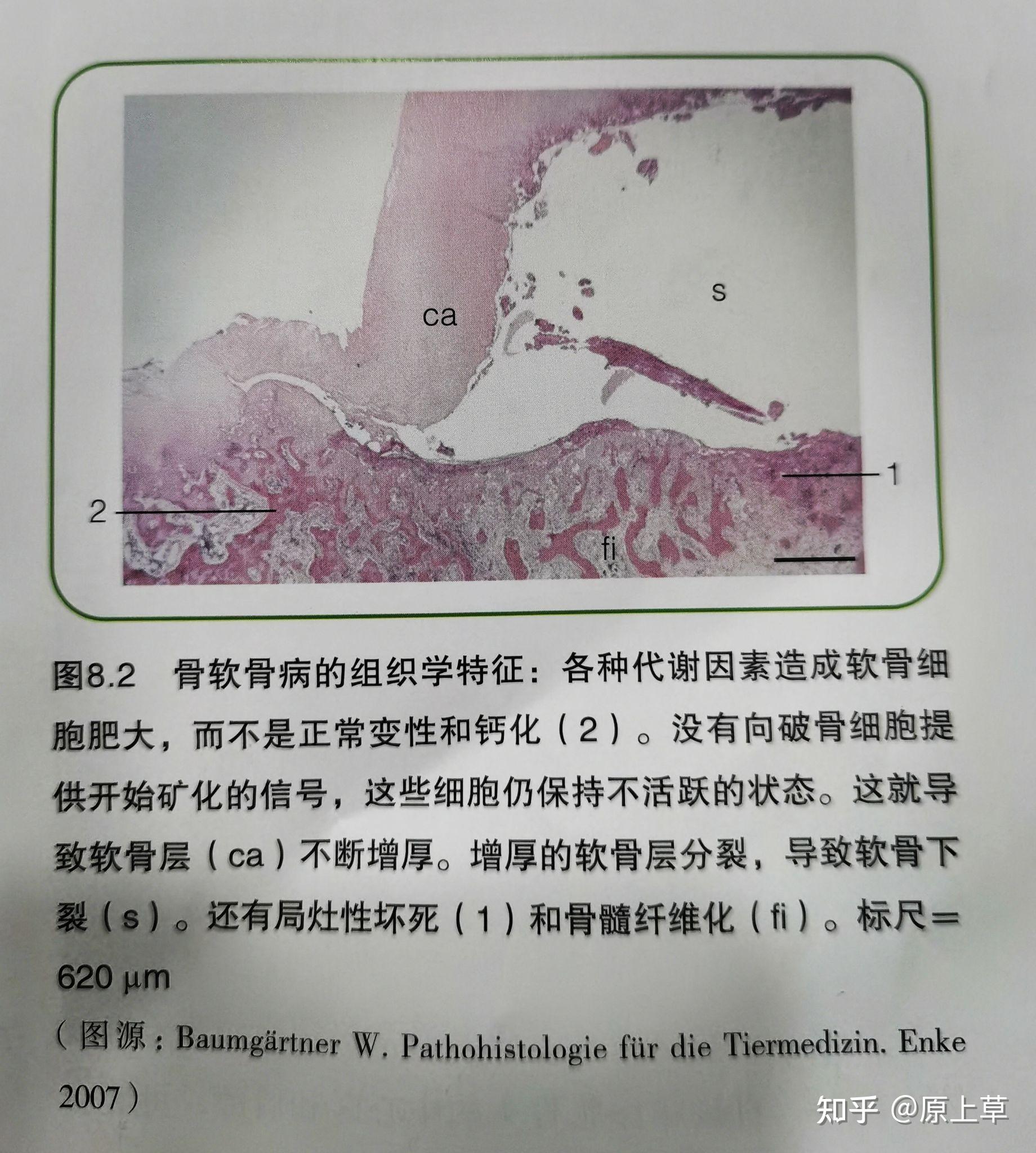 犬骨软骨病(ocd) - 知乎