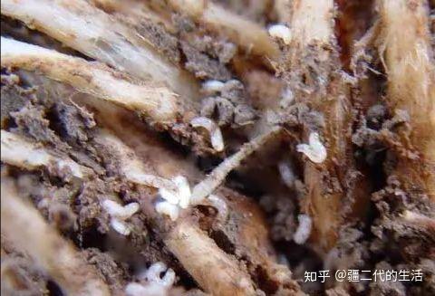 谈谈板蓝根发生根蛆病的防治