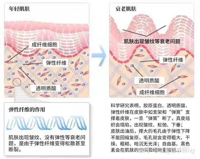 人体皮肤结构