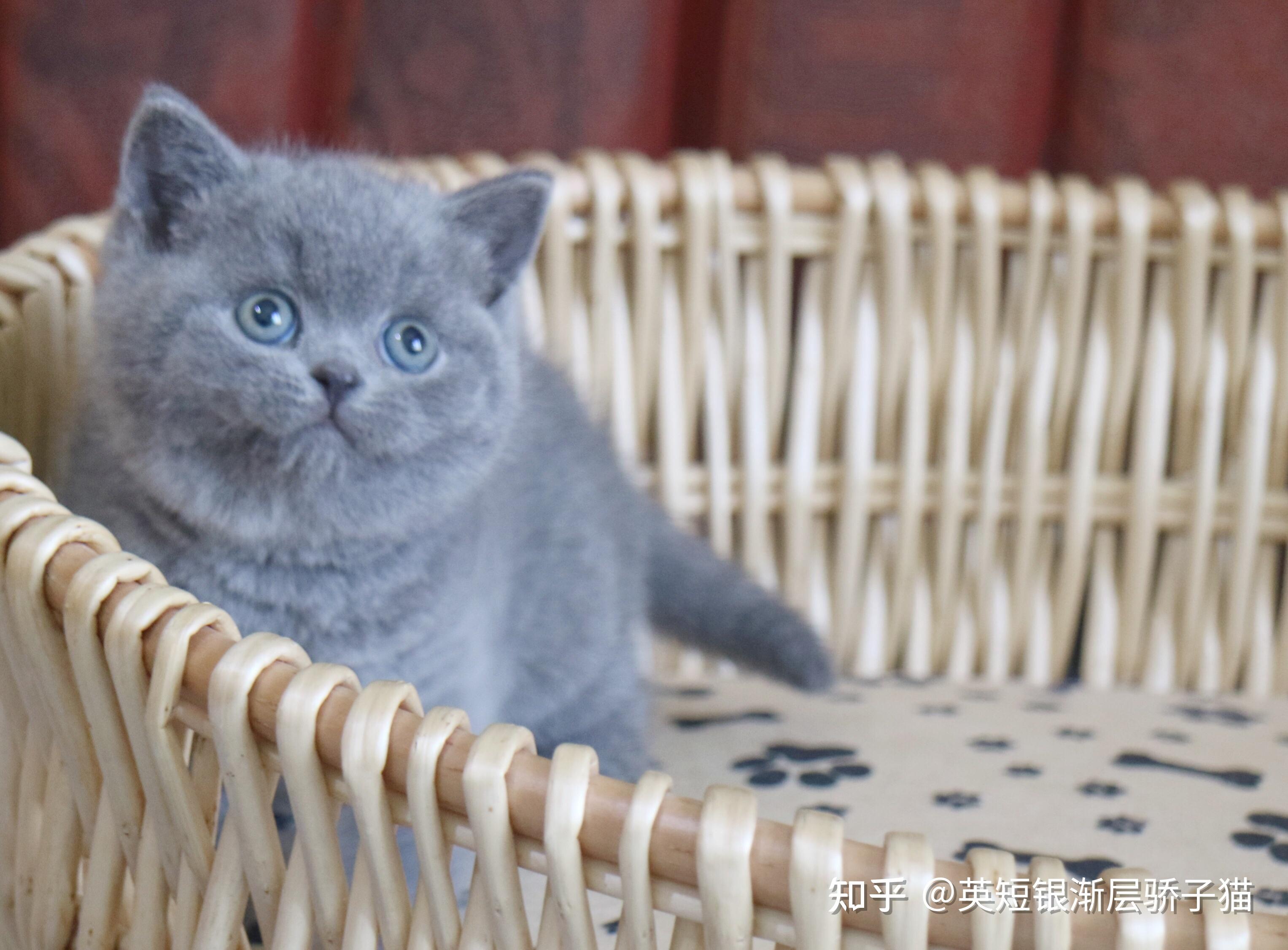 有英短蓝猫的图片吗? - 知乎