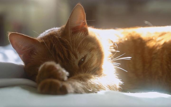 以命换命?血猫产业链究竟有多黑暗! - 知乎