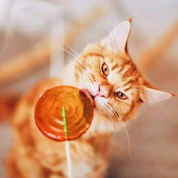 【喵壁纸】分享一组橘猫头像！