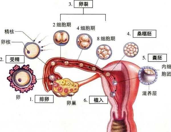 备孕知识 受精卵软着陆需要几步 知乎