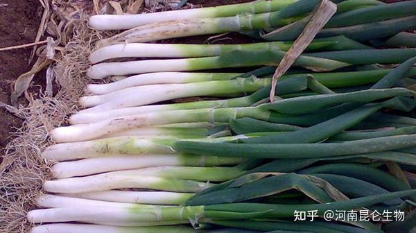 大葱冲施肥的使用方法 大葱最佳的追肥时间表 大葱高产正确的施肥方法