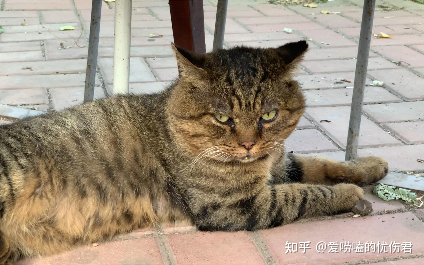 中国特有的狸花猫:强大本色与 “丧彪” 形象的成因 - 知乎