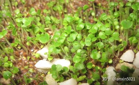 海藻是生长在海滩浅水水域的一种海洋植物.